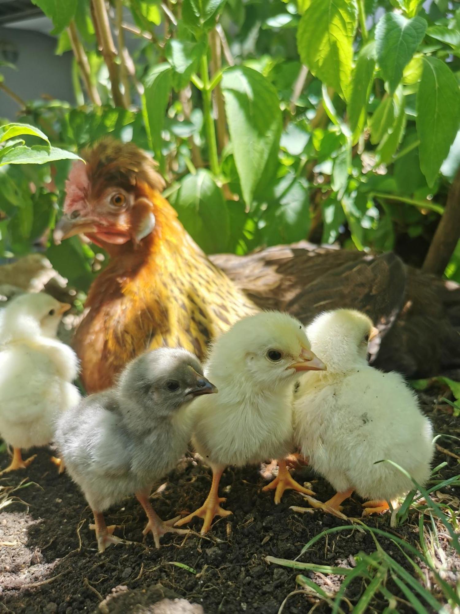 Farm Stay Pri Cepcovih Golac Dış mekan fotoğraf
